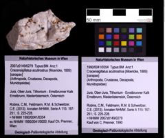 Foto (Objekt + Etiketten) von Cracensigillatus acutirostrus (Moericke, 1889) (NHMW-GEO-1990-0041-0354)